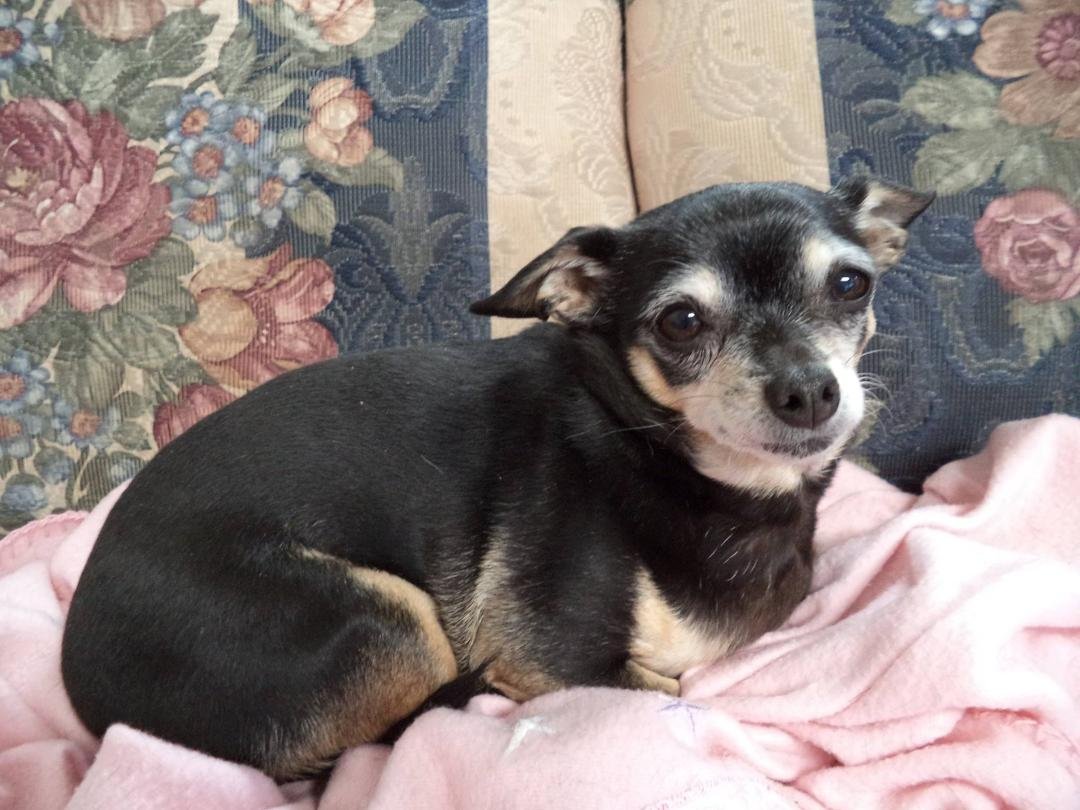 Lazy Sunday morning for Penny!
