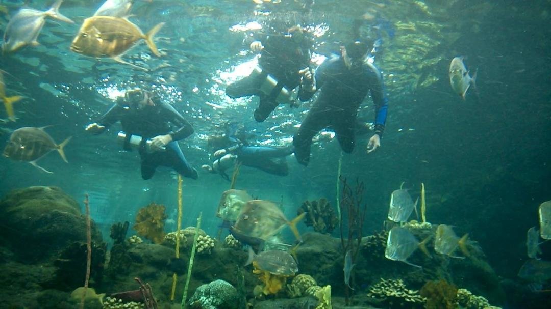 "scuba" diving with my granddaughters (age 7 and 11) in the Florida Aquarium. Won't be long before we are diving in Cozumel!