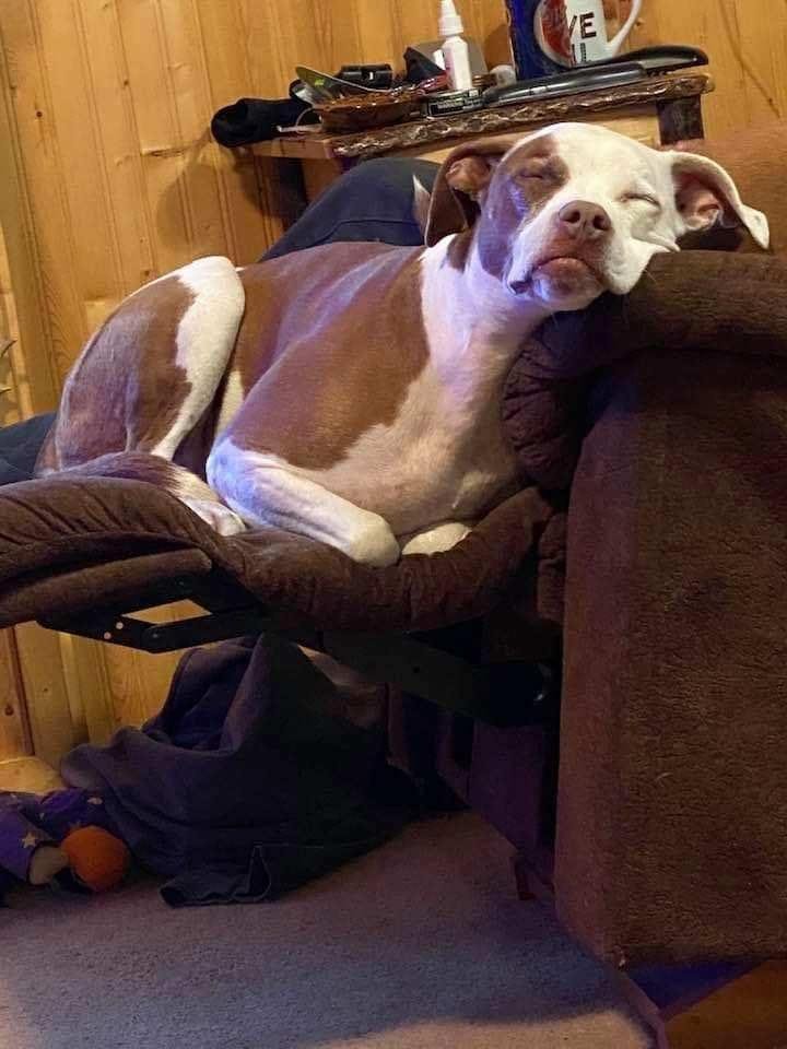 Has anyone seen this dog her name is Allie she does not bite it's a really good dog she went missing this morning on monster road don't know which way she went but if you see her please call 989-741-3009 it is my sister lor