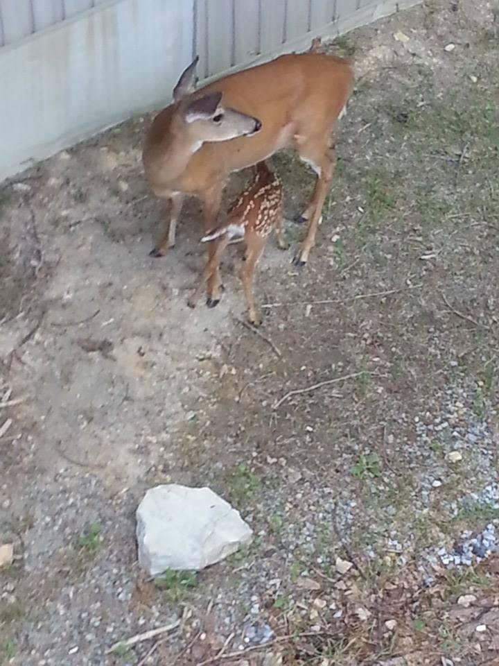 Momma and baby below our window....