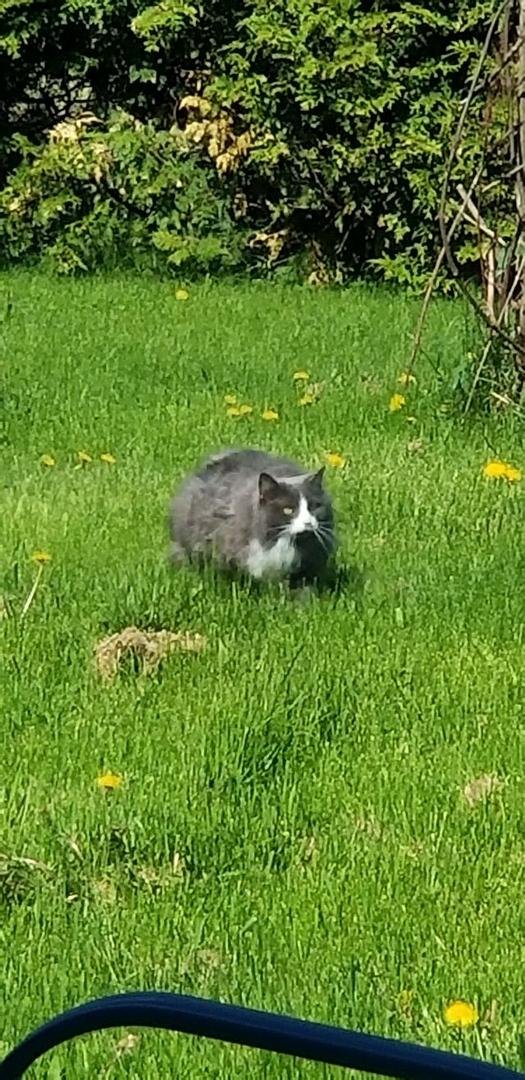 My mighty hunter Sasha.