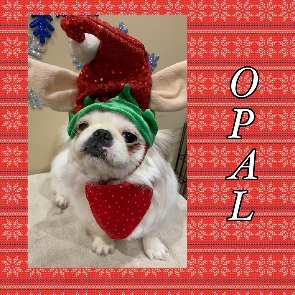 My little Santa’s helper wants to wish everyone a Merry Christmas and a Happy New Year...! 💖