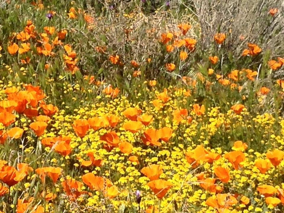 Phyllis Alexander's album, Mobile Uploads