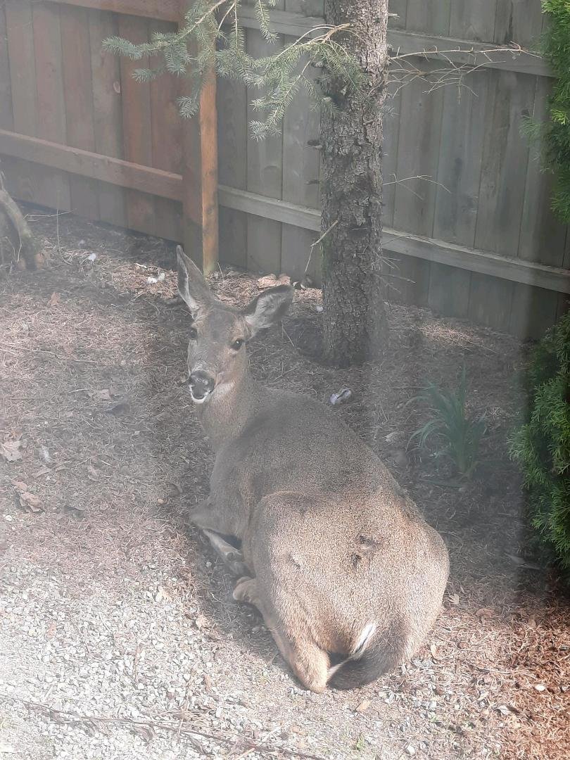Oh Deer! Look what I just found in my side yard!!