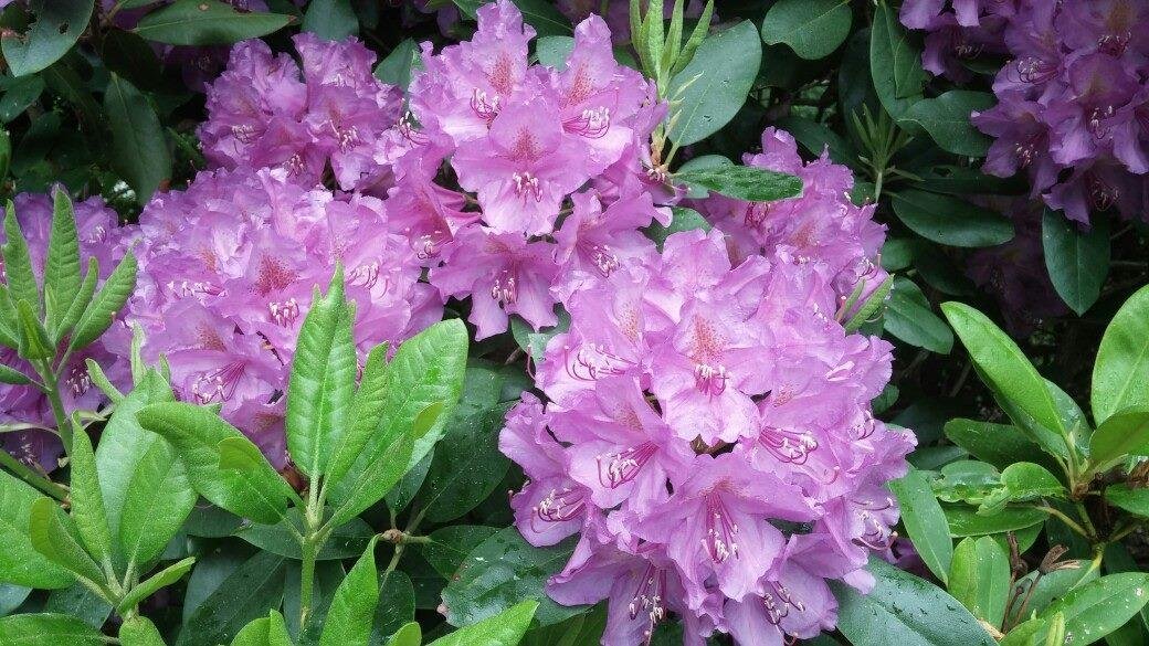 I have ten of these bushes in my yard. Some 12 ft tall. Now that's a blessibg