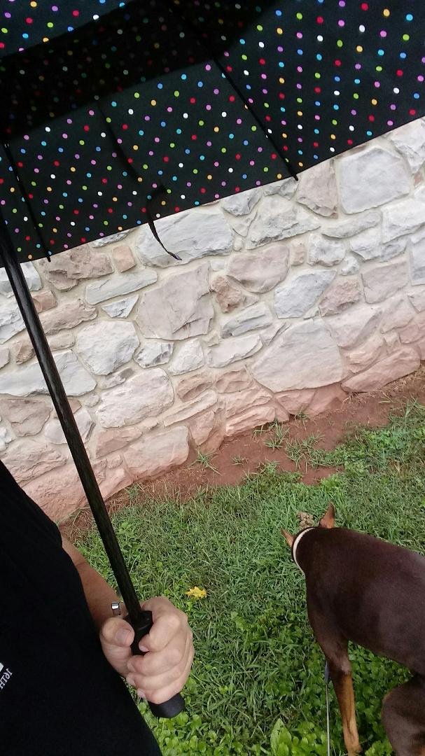 Big, bad, tough Doberman..... Nope, not spoiled !