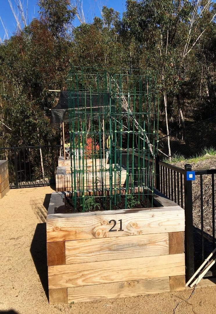 February 26, 2021
The Glen at Scripps Ranch West Garden
I Planted my tomatoes for the new season this afternoon. It was a beautiful early spring like day with a high temperature of 76 degrees. This year there are