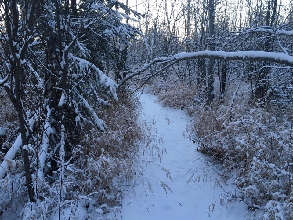 This mornings trail walk❄️