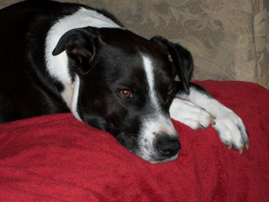 This is Molly!! I thought her birthday was Sept. 16th, turns out it was Aug. 16th!! Happy Birthday to my sweet girl (extra cookie tonite for my bad) XOXOX