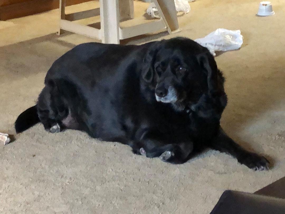 Hello 🐾
My name is: Tilly
My nickname is: Tilly Malilly, chubby
My breed is: spaniel/lab mix
My age is: 8(?) years 
My favorite human food is: whatever can be eaten
My biggest fear is: garden hose, but not much. I bark at 