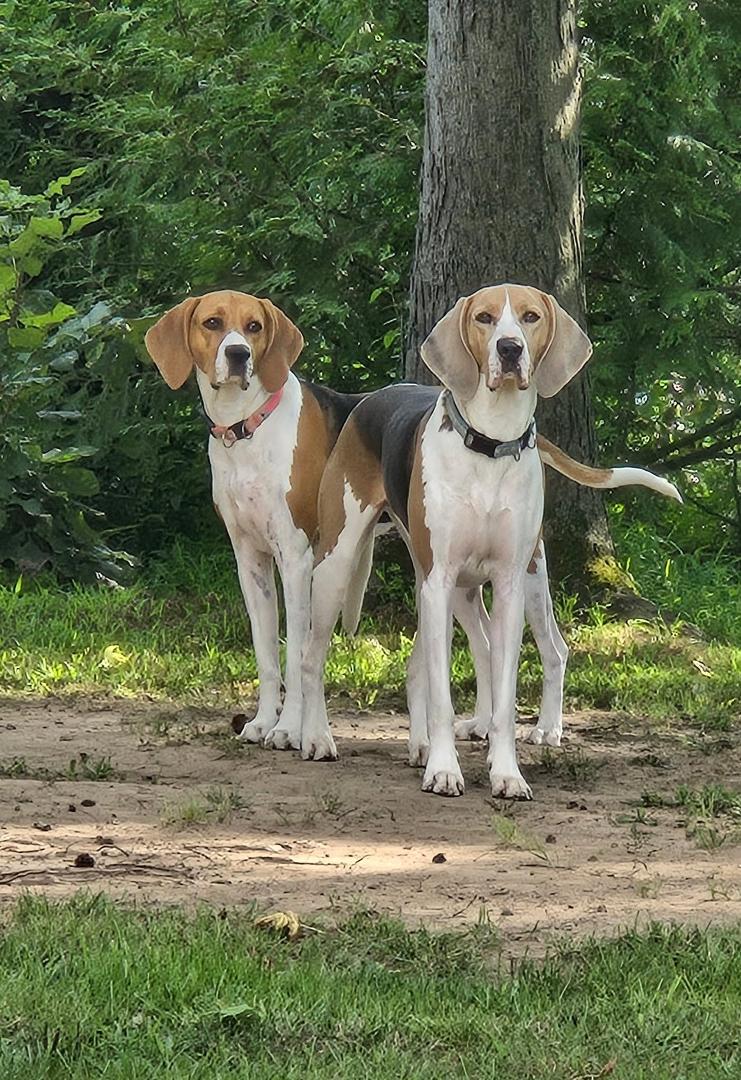 Our Beautiful, Loving 4 years young Treeing Walker Coonhounds.