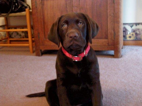 John DeMais' album, Labs