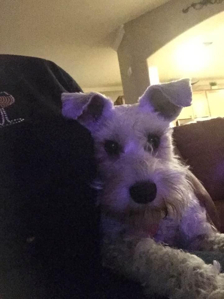 Happy Birthday Grand Dog🐶🐶