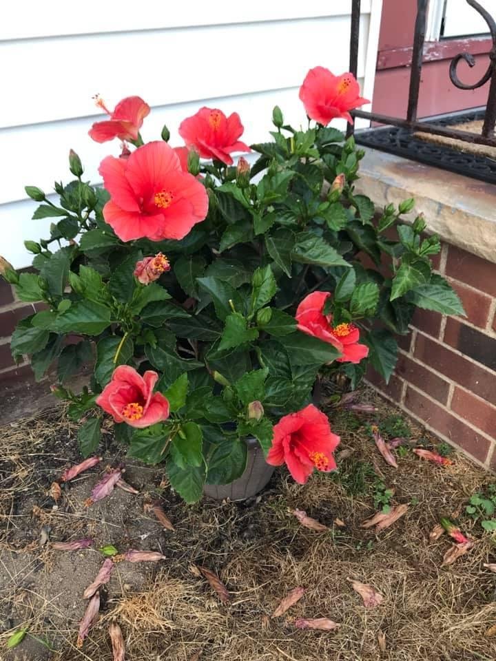 Loving my Hibiscus❗️
