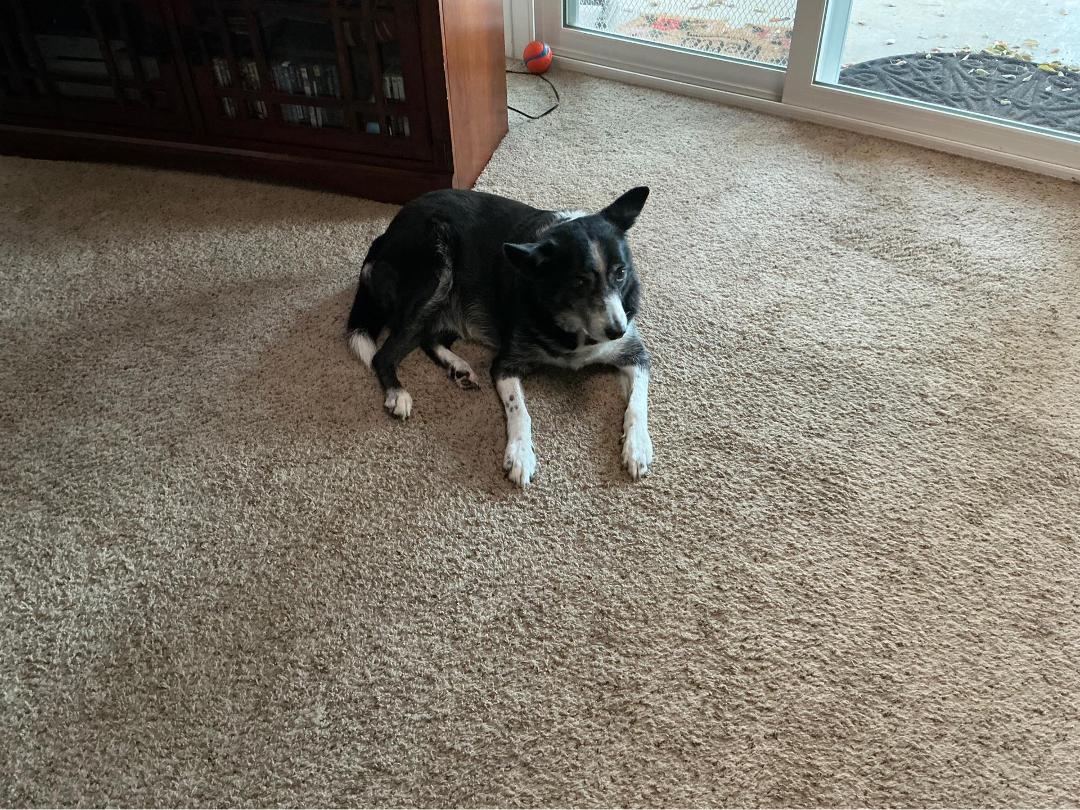 Ziva just turned 12.