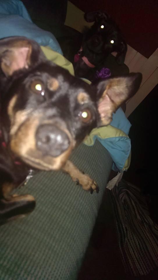 Close up of Rocky with Chloe behind him.I like the glowing eyes.