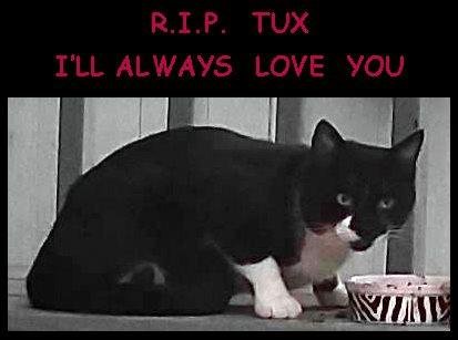 I'm feeling horrible today.
Last Thursday, somebody shot up my front porch with a pellet gun, and I know they hit my feral cat Tux because he screamed and hit my front window trying to get away. I had just gotten out of t