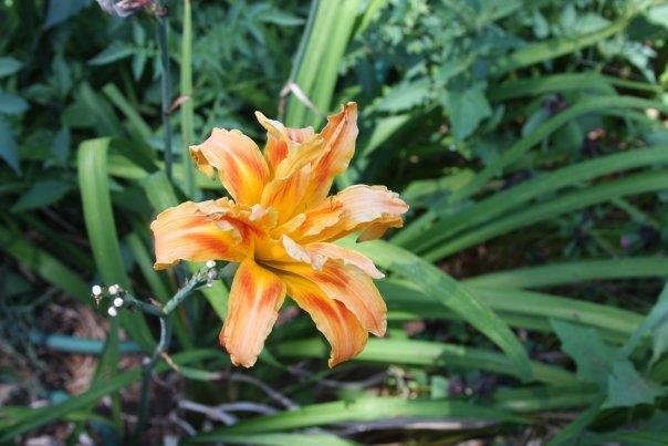 Ann Bowes' album, Flowers in my yard