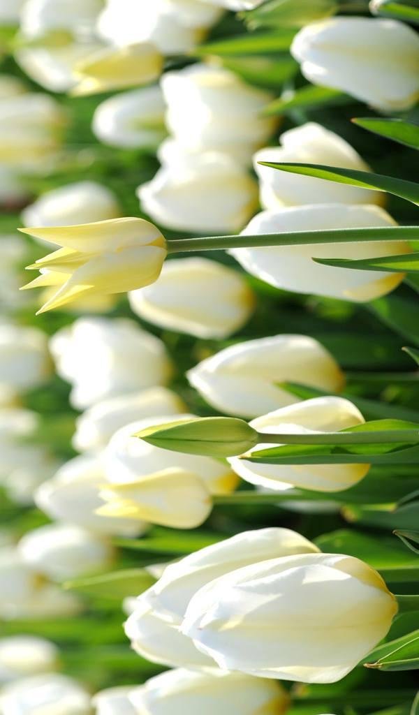Tulips