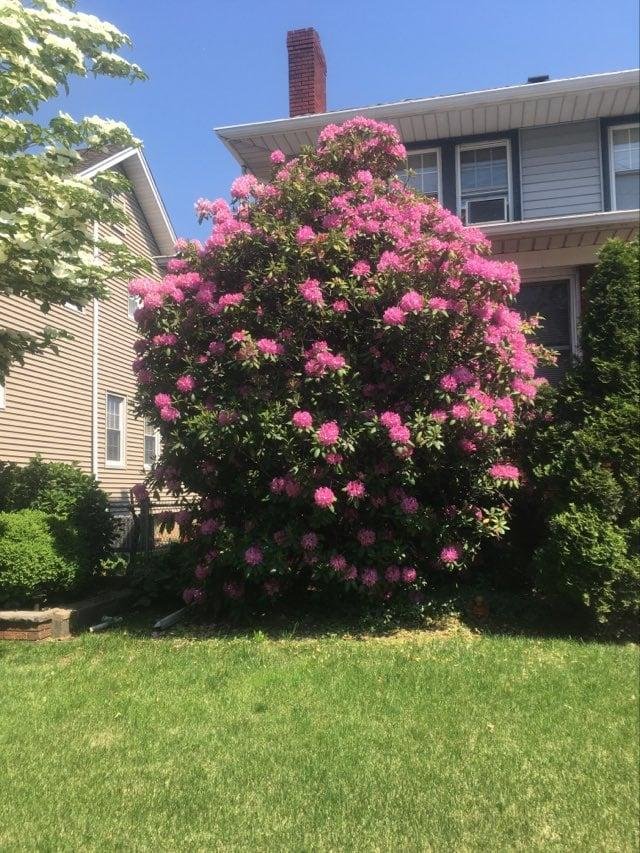 My roto is in full bloom. Lot more flowers this year...