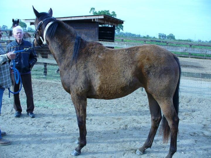 Peter Kay's album, Dad's horses