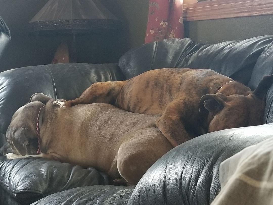 Mila, get off of me.  There's plenty other places for you to lay besides on top of me. 🙄🙄