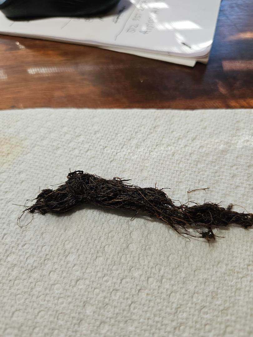 Looks like somerhing from cat poop after a satisfying mouse snack. But it is actually what was plugging an outdoor water faucet. Same thing came out of my shower water control valve on the cold side. They were fished out i