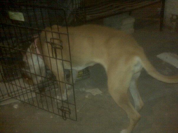 She is great dane and pit