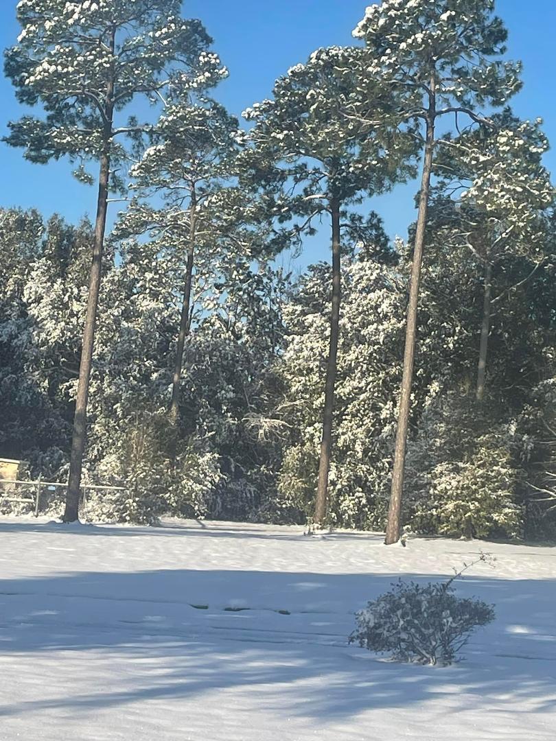 This is what I found this morning in Lee County GA