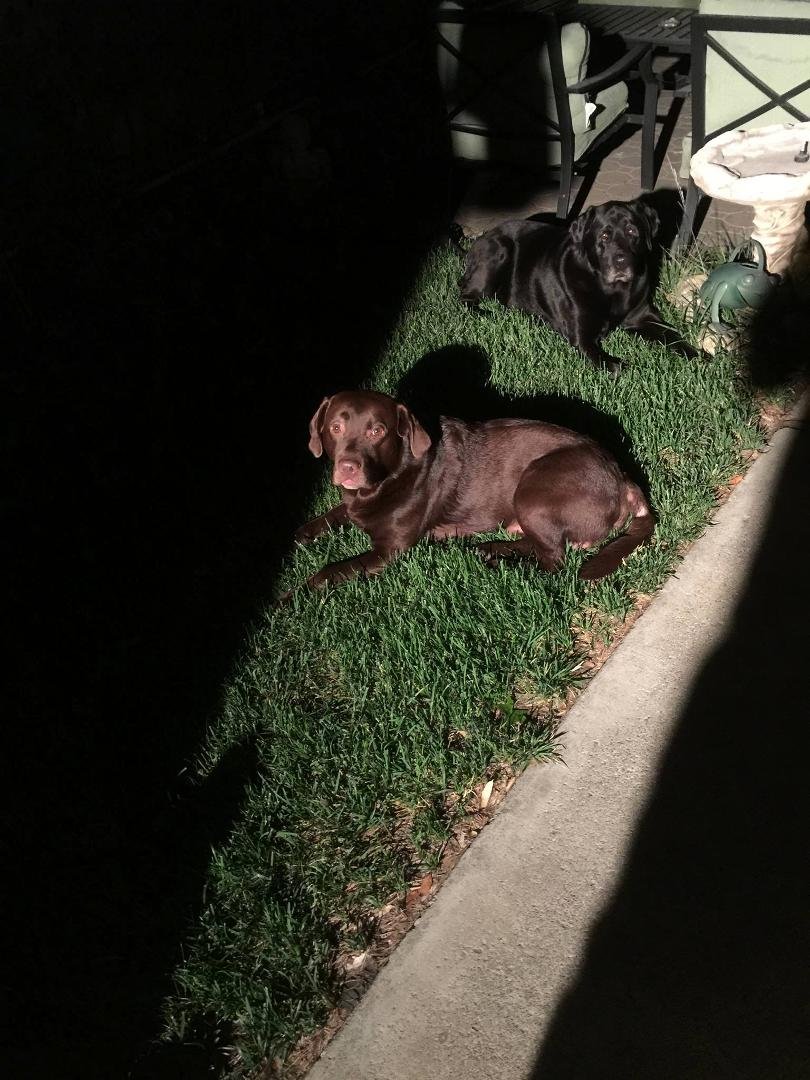 The boys