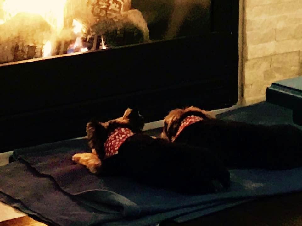 My two Boys, After their Christmas Haircuts. Jack on the left gazing at the fire and Milo on the right snoozing.