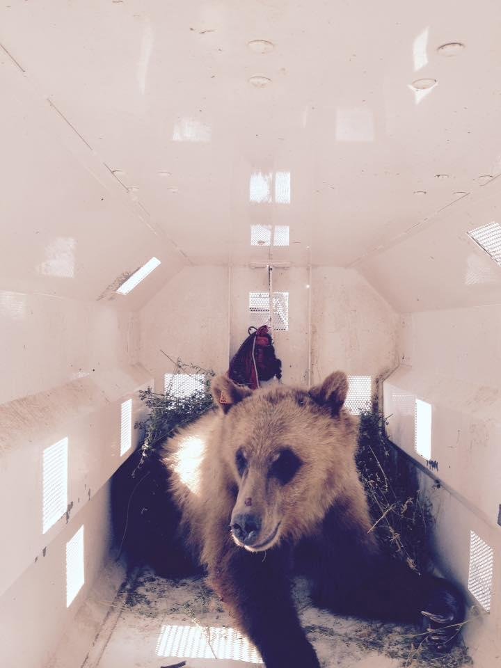 Here is a photo of the 3 year old female grizzly that has been killing sheep around here. She killed 15 of my sheep, about 12 other sheep, 2 chickens and one car tire. There were three deep scratches on the sidewall of the 