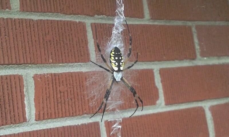 A North Carolina house pet.