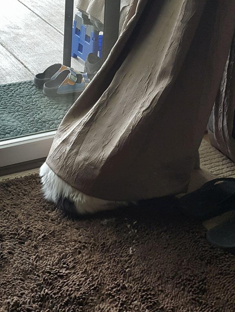 Gracie thinks she's hiding behind the curtain...😁