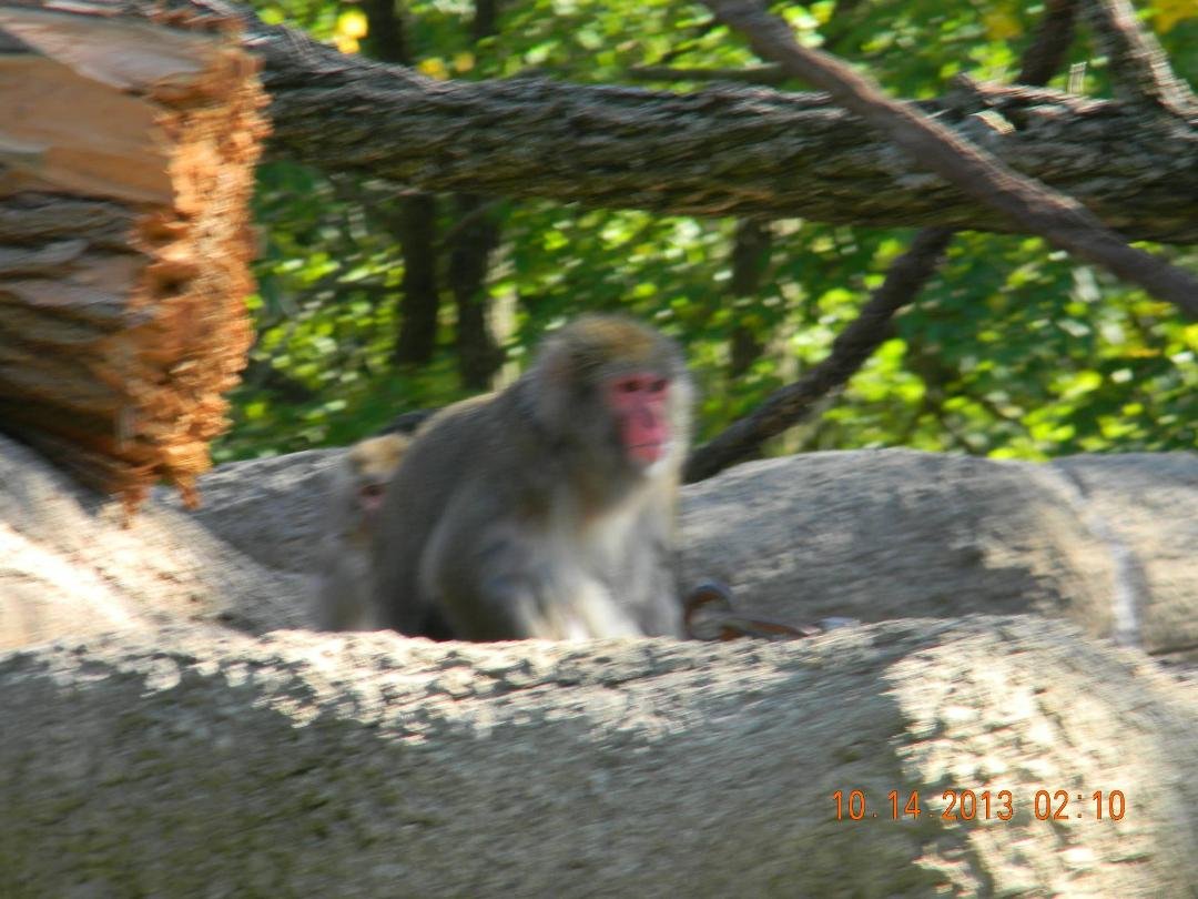 Lori Johnson's album, CINCINNATI ZOO