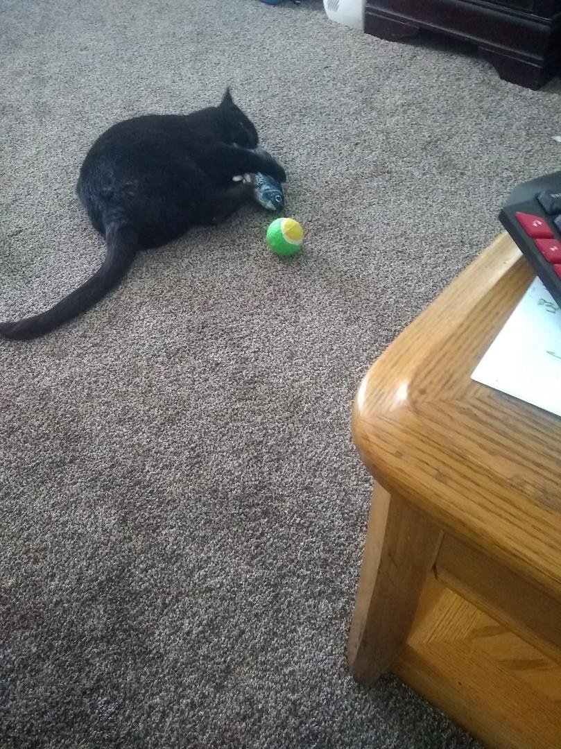 We got Papa a flipping fish for Christmas he loves it.
