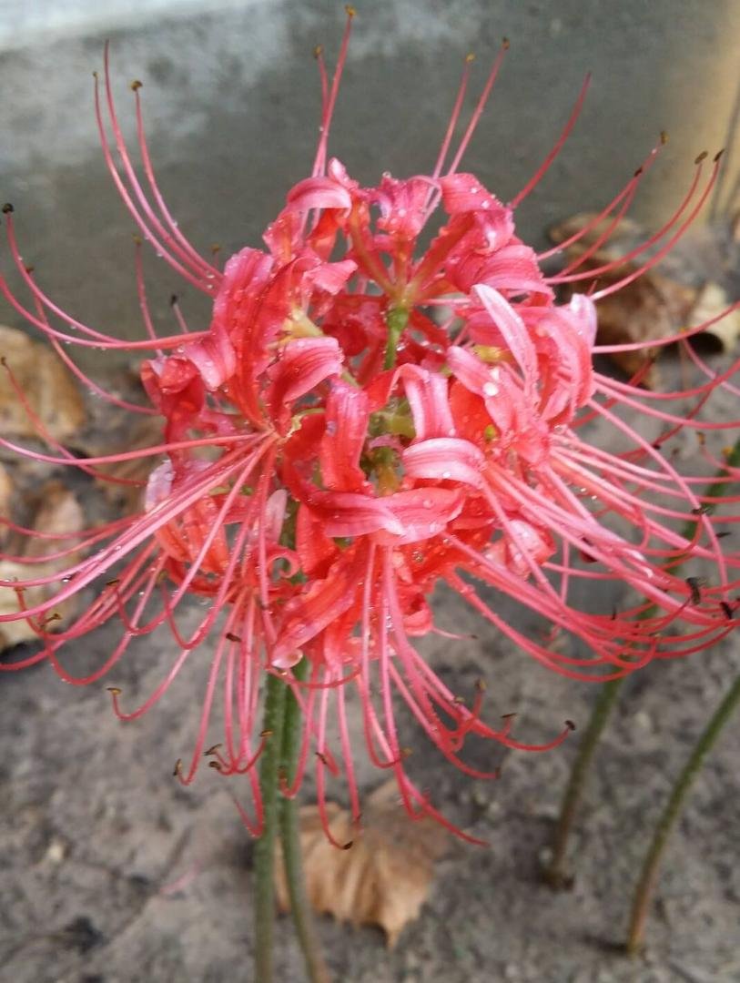 Sandra Holcomb's album, Mobile Uploads