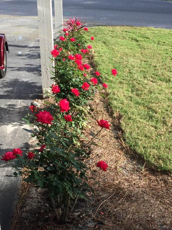 Roses in full bloom😎