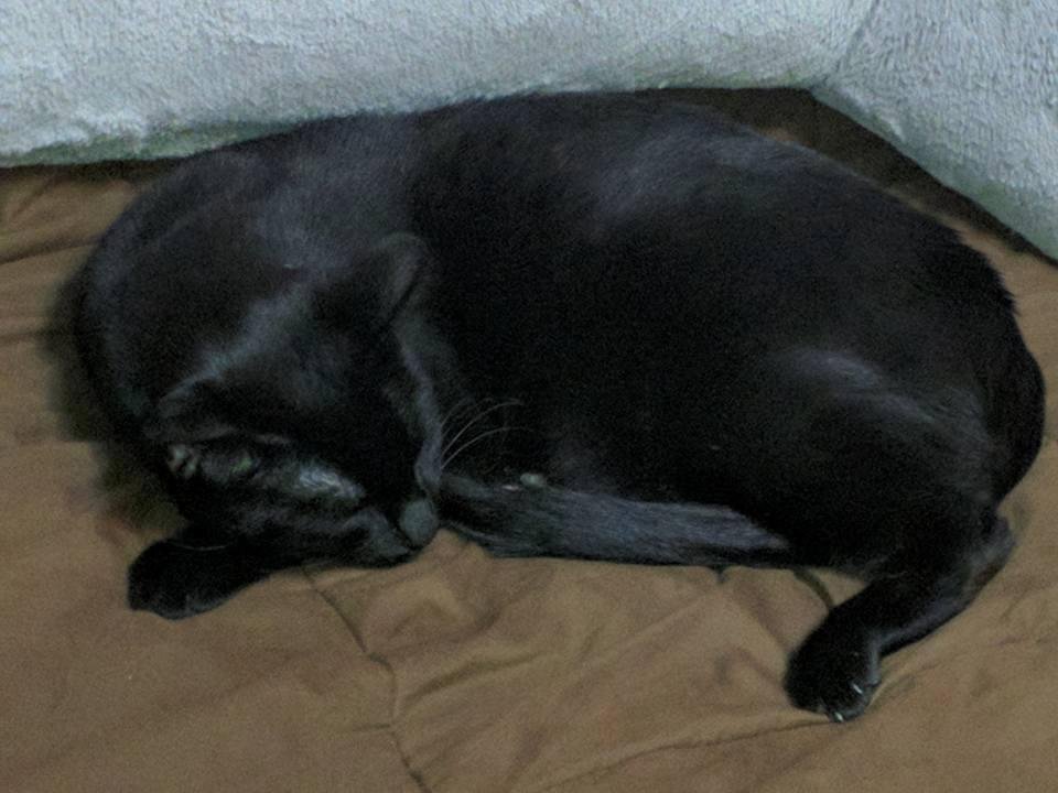Precious get up! I'm tired and your on my spot.