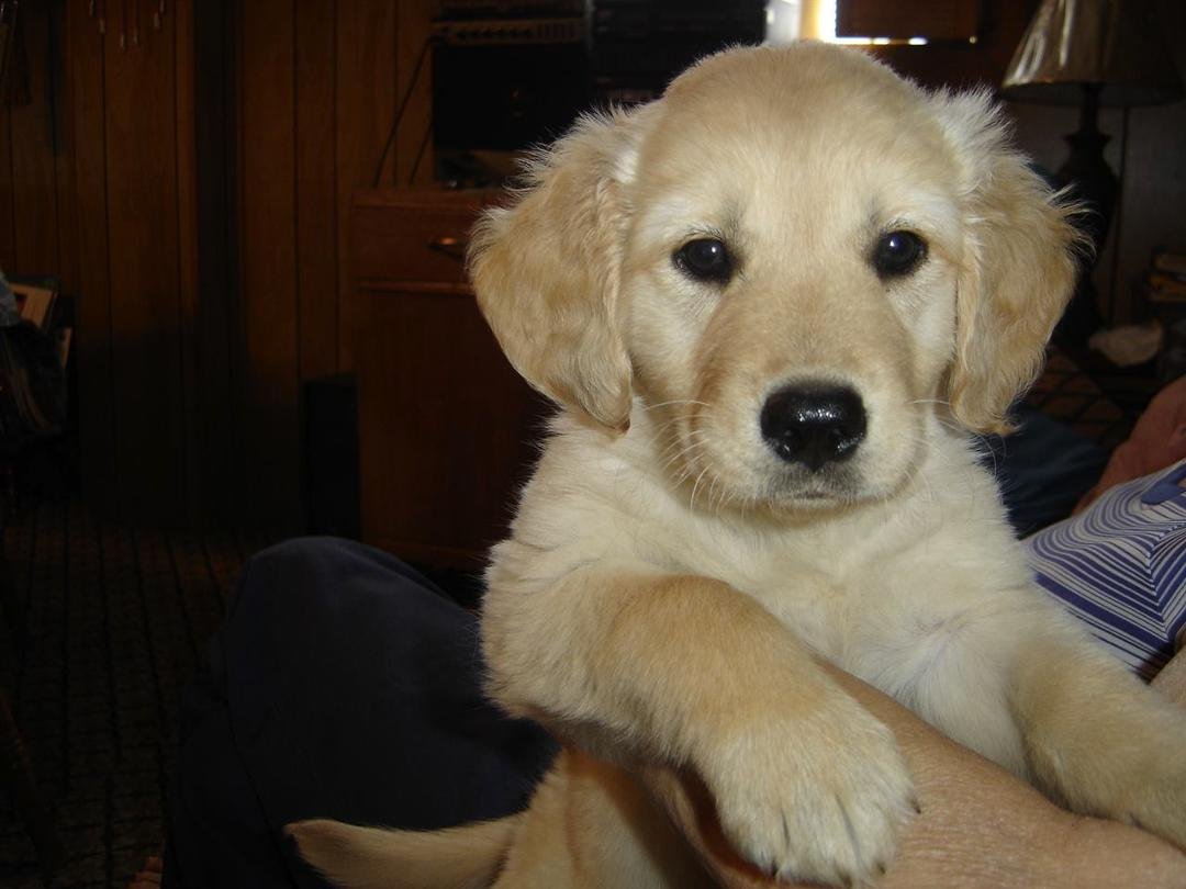 R.I.P Bella Bear. 2005-2016