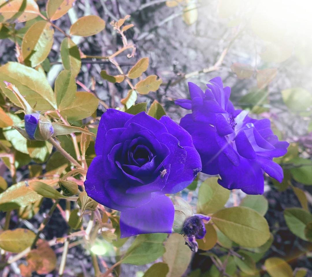 My beautiful roses