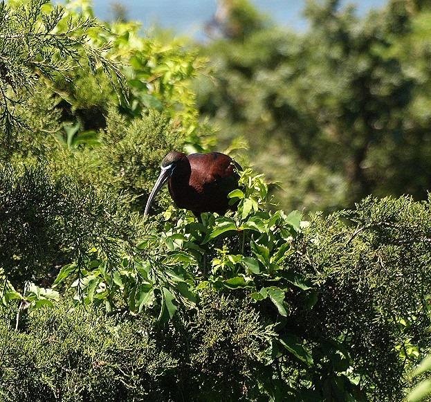 A Glossy Ibis.