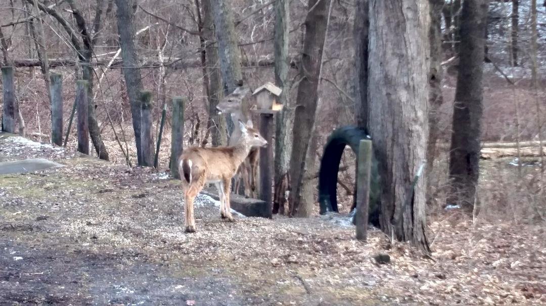 Most people feed birds.  We feed deer and squirrels!