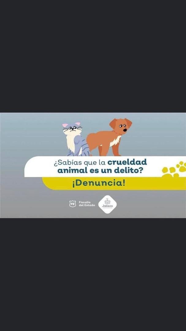 UP TO THREE YEARS IN PRISON FOR ANYONE INVOLVED IN ANIMAL ABUSE.. The State Prosecutor's Office maintains its firm commitment to the investigation of the crime of cruelty against animals, so in addition to the citizen compl
