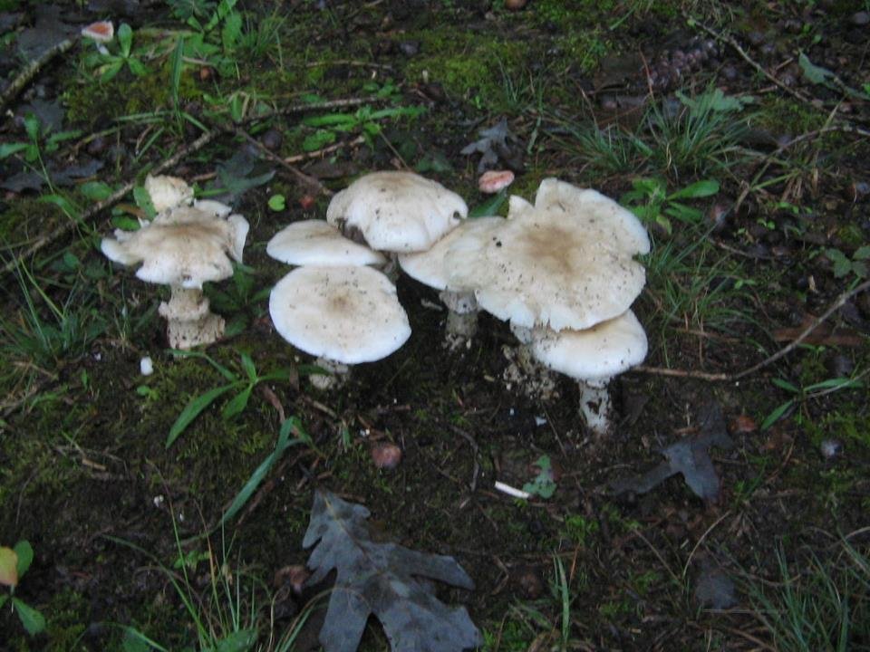 White fungi.  Photo taken Sep 8, 2011.