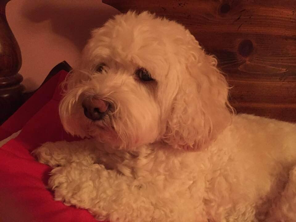 Happy National Puppy Day to Precious Cali!!! ❤️❤️❤️