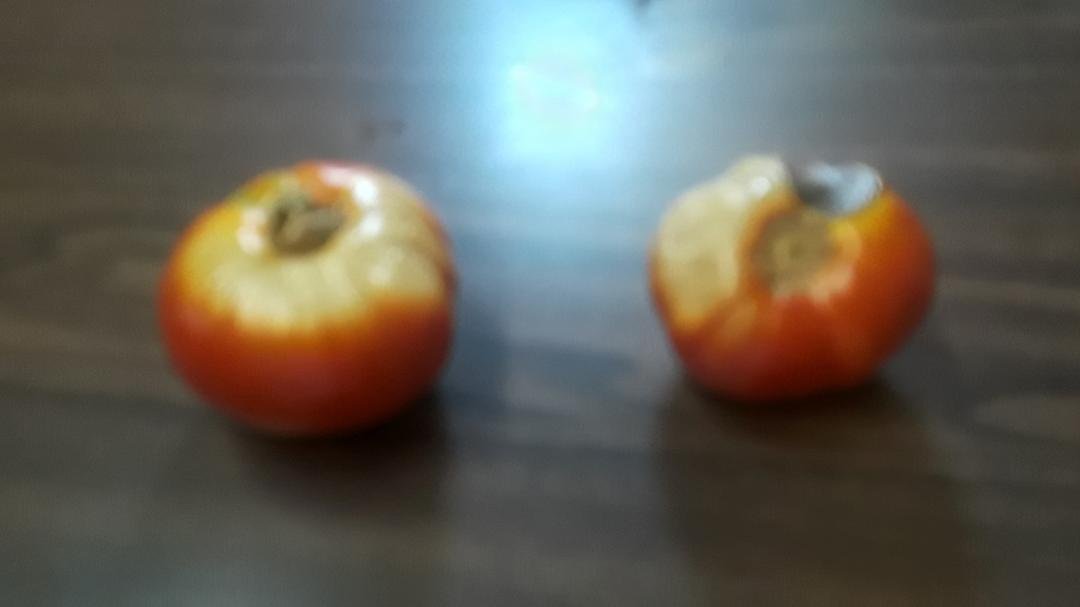 My poor sunburned tomatoes.😔