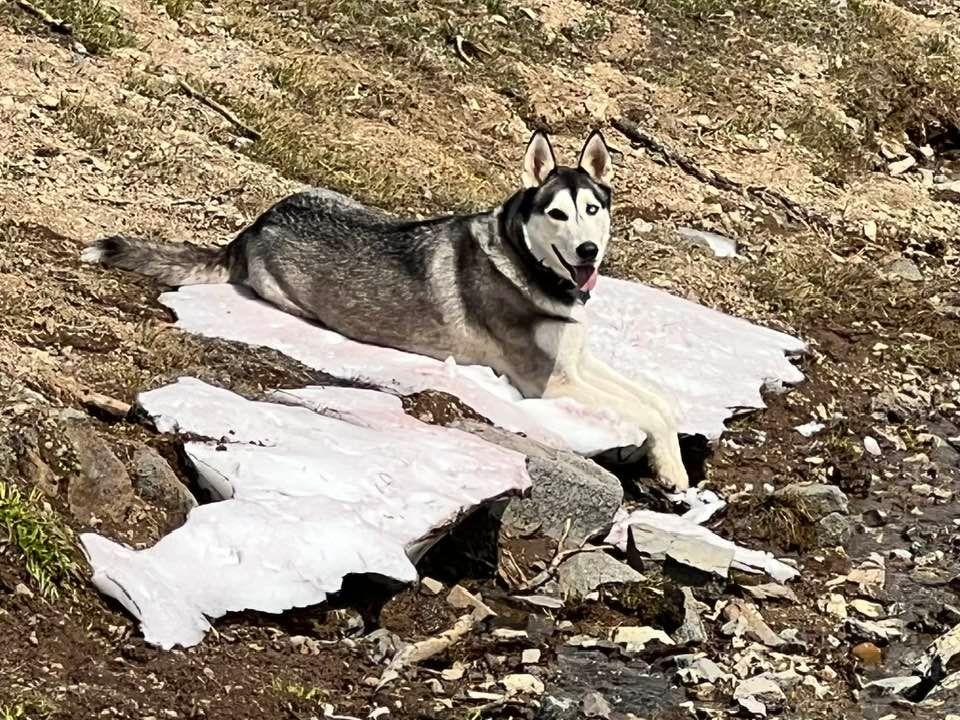 Happy we Love our Dog Day, Ashbee on Ice at Carson Pass 7-23-24