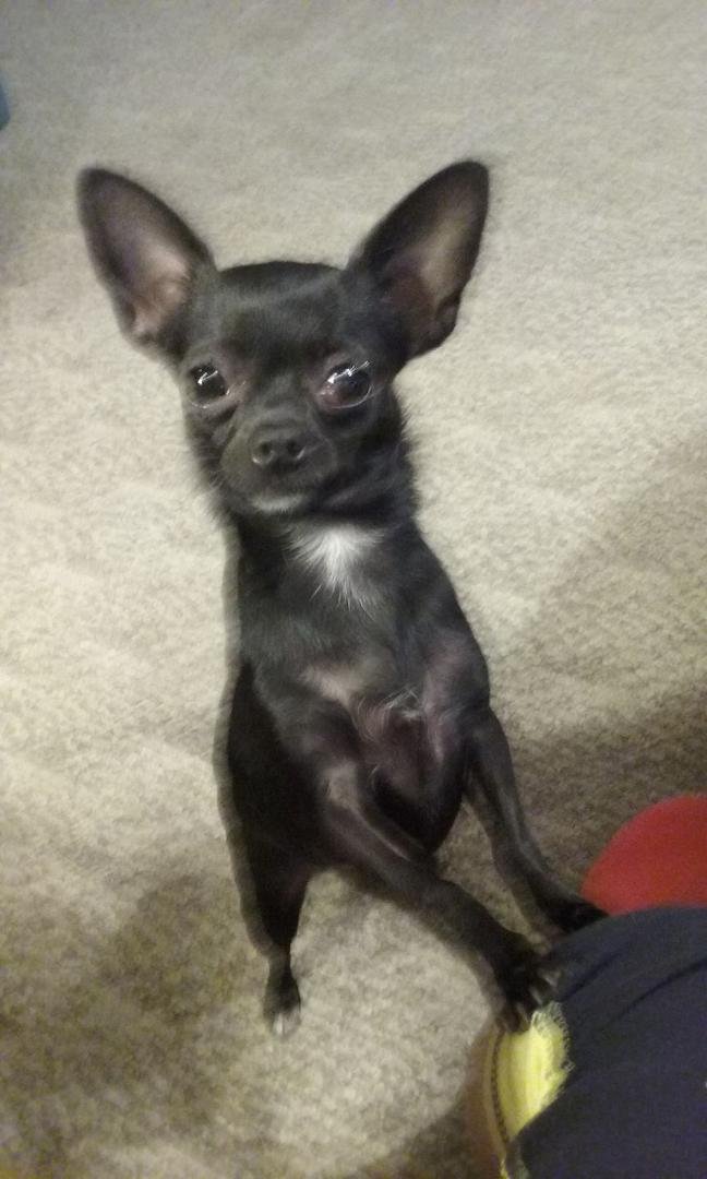 Gabby says hello