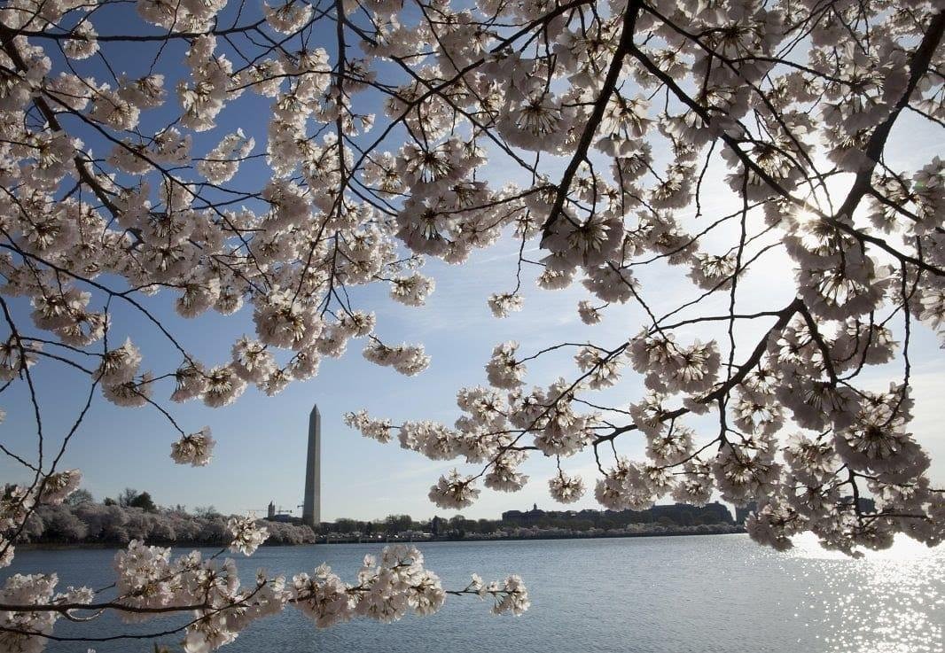 Cherry blossoms in 3.5 weeks !!!! Spring is almost here. I am ready for it